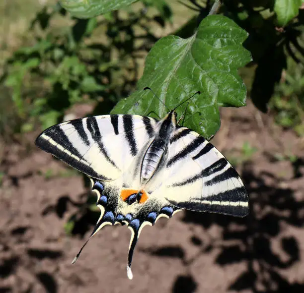 Scarce swallowtail butterfly also called a sail swallowtail or pear-tree swallowtail Latin name iphiclides podalirius an endangered species family papilionidae feeding on a tomato leaf.Blurred background.