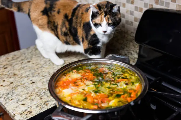 One curious calico cat sniffing smelling homemade vegetable soup, standing on counter top in kitchen, hot steam