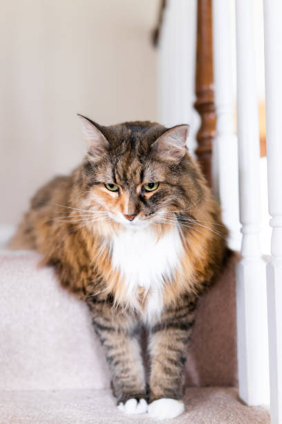 istock Maine coon calico cat funny resting both paws on carpet floor steps indoors inside house comfortable, large breed neck mane or ruff, looking down 1013466082