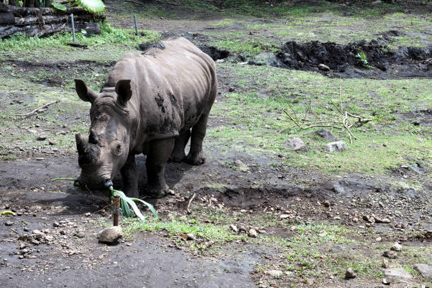 Close up view rhino. Wild animal isolated on a black background