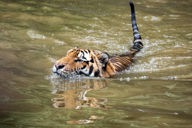 istock Siberian Tiger Swimming In The River 1013466178