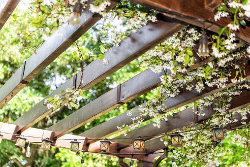 Closeup de patio jardín de flores de primavera al aire libre en el porche del patio trasero de casa, zen con pérgola cenador de madera, las plantas del dosel photo