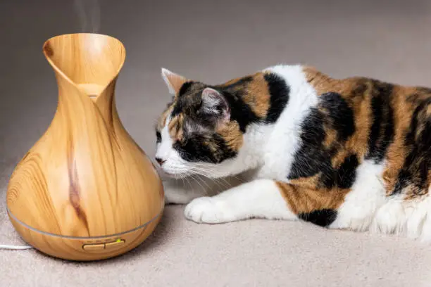 Calico cat sniffing smelling wooden bamboo essential oil diffuser health object wellness