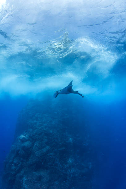 istock Manta Ray at Isla Revillagigedos 1013470734