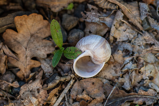 Snail shell on stony ground. Colorful shells of molluscs. Season of the summer.