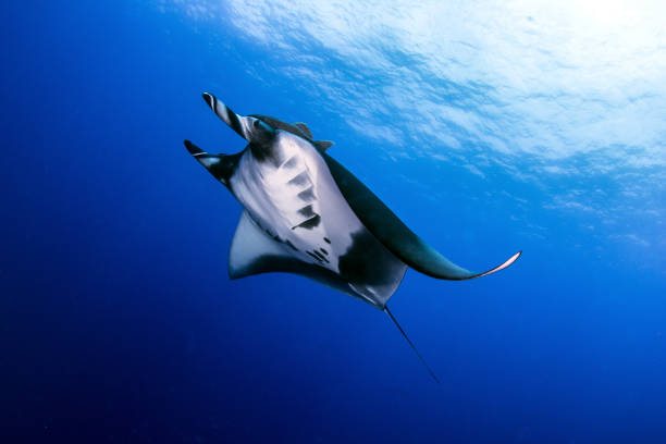istock Manta Ray at Isla Revillagigedos 1013470794