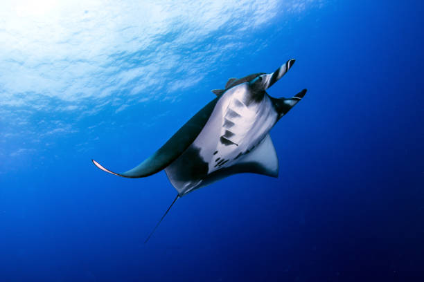 istock Manta Ray at Isla Revillagigedos 1013470964