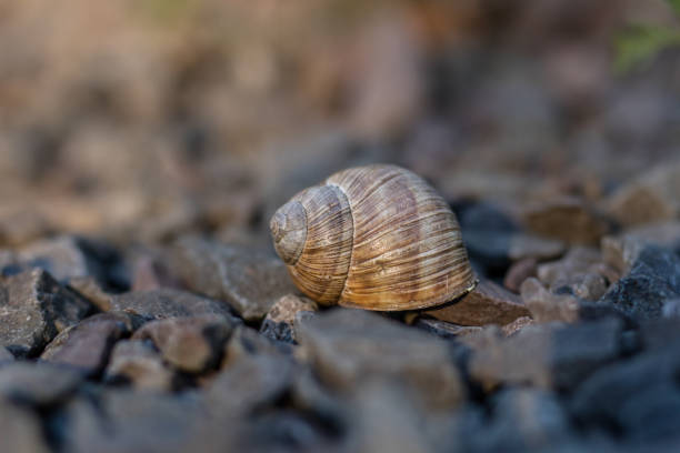 istock Snail shell on stony ground. Colorful shells of molluscs. Season of the summer. 1013473248