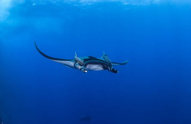 istock Manta Ray at Isla Revillagigedos 1013473260
