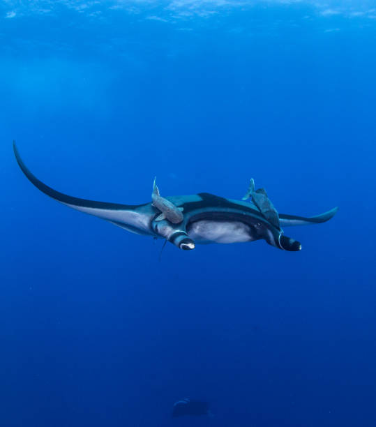 istock Manta Ray at Isla Revillagigedos 1013473312