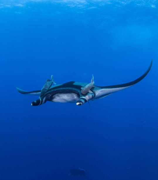 istock Manta Ray at Isla Revillagigedos 1013473890