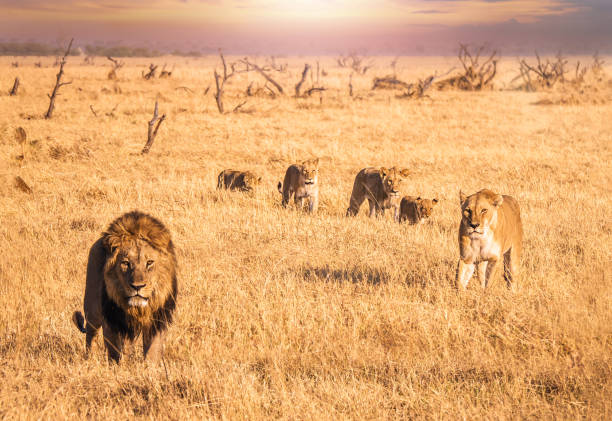 una scena safari di un orgoglio leone, tra cui un leone maschio e la sua leonessa, e quattro cuccioli insieme nella lunga erba secca in botswana. - pride of lions foto e immagini stock