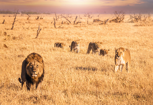 A male lion with a full mane stands and looks directly at the camera, while a lioness and four cubs walk in single file forward through the long dry grass toward him. They are in their natural habitat, looking relaxed and content. The landscape is very dry, with long dry grass and small dead trees in the background.