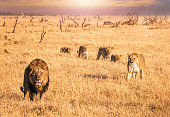 A safari scene of a lion pride, including a male lion and his lioness, and four cubs together in the long dry grass in Botswana.