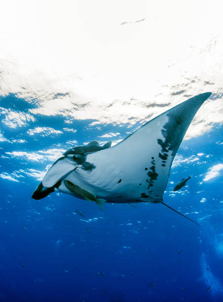 istock Manta Ray at Isla Revillagigedos 1013476326