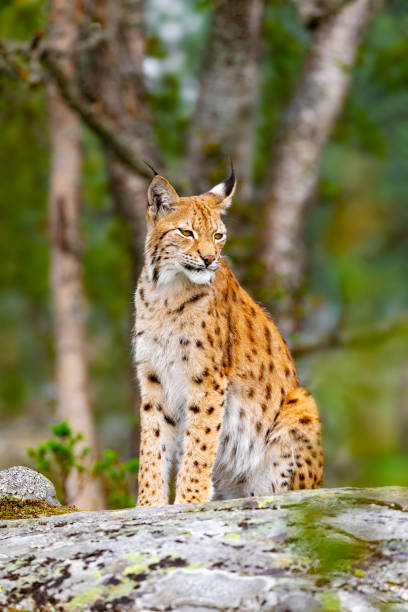 istock Eurasian lynx sitting on a rock in forest at summer 1013476348