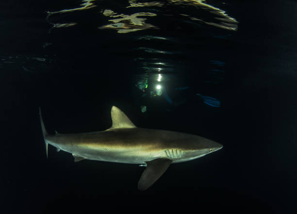 istock Silky shark at night at Islas Revillagigedos, Mexico 1013476612