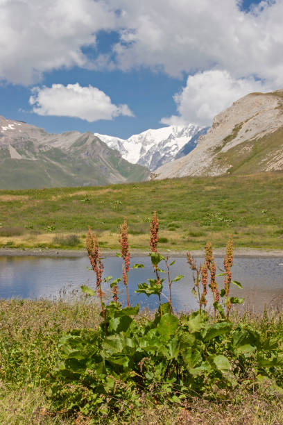 alpine stomachs in the Montblanc area Powerful alpine stomachs grow on the shores of this small lake in the mountains of the Montblanc area rumex alpinus stock pictures, royalty-free photos & images