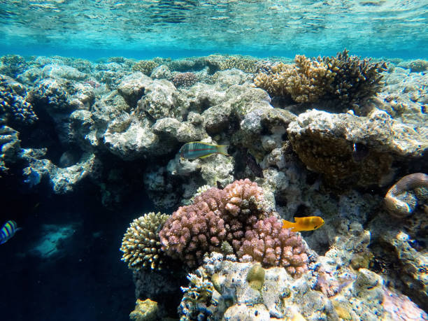 istock A huge coral reef, under the water 1013476832