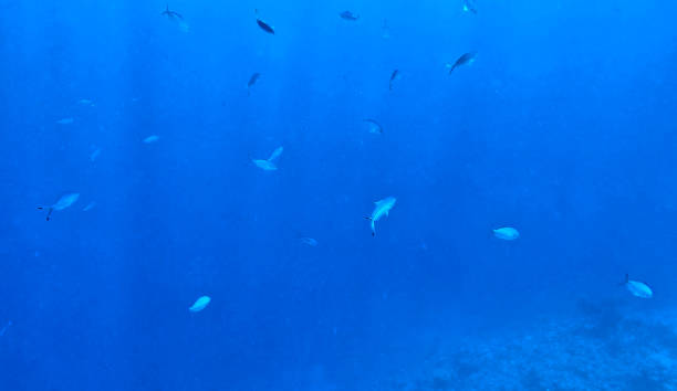 istock a flock of fish in blue water 1013476932