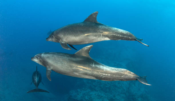 Bottlenose Dolphins at Islas Revillagigedos, Mexico stock photo
