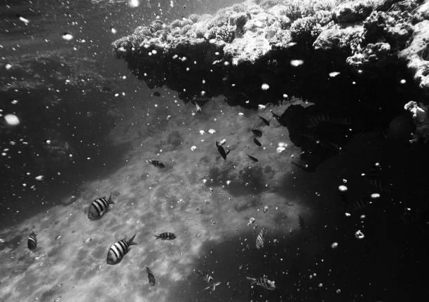 istock Plenty of fish behind the coral reef 1013477036