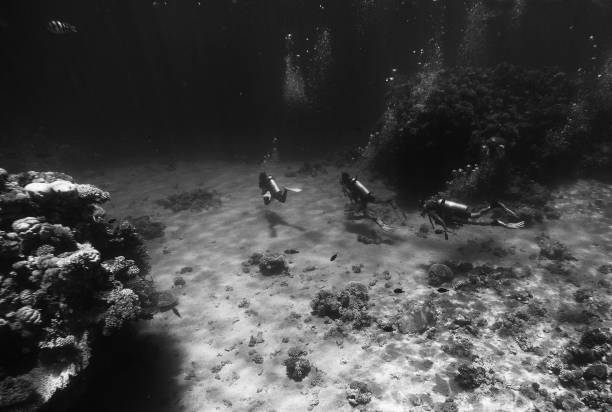 istock Scuba diving near the seabed 1013479206
