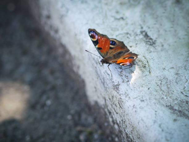 European Peacock butterfly (Inachis io). Selective focus and shallow depth of field.