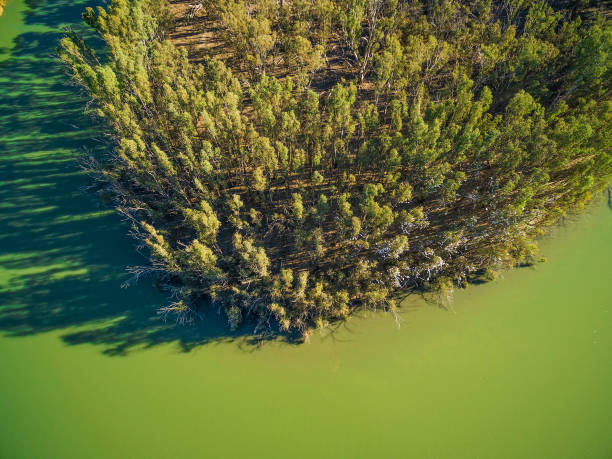 istock Looking down at vivid green river and trees in Australia 1013485584
