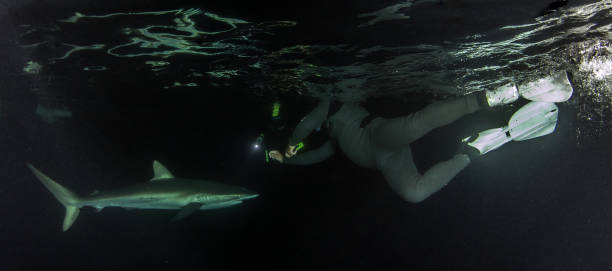 istock Silky shark at night at Isla Revillagigedos, Mexico 1013496078