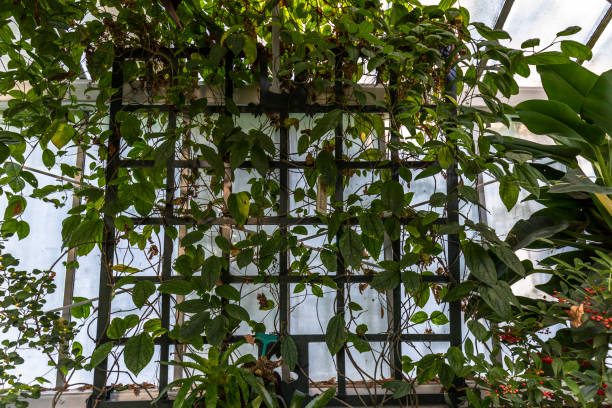 istock Beautiful garden in a greenhouse 1013496258