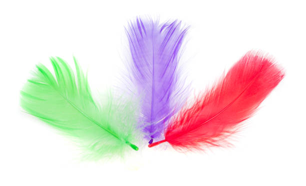 istock colorful bird feather set isolated 1013496356