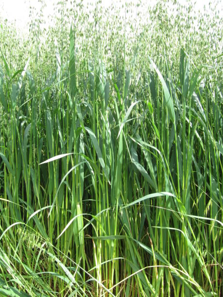 istock A field of green oat 1013501644