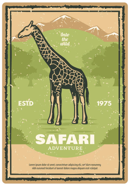 Safari adventure retro grunge banner with african giraffe animal. Wild mammal vintage poster with savanna tree nature landscape for safari tour and hunting sport themes design