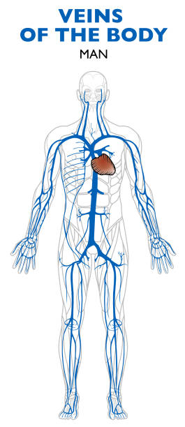 illustrations, cliparts, dessins animés et icônes de veines dans le corps, anatomie, corps humain. - human muscle the human body anatomy body