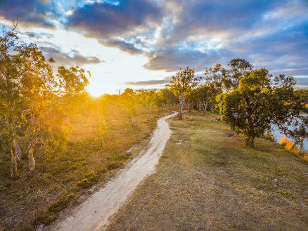 istock Winding dirt road among eucalyptus trees at sunset with sun flare 1013502280