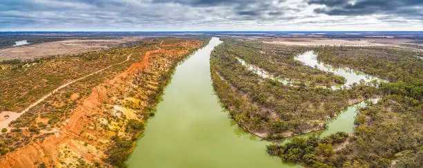 Aerial panorama of Murray River flowing into the horizon among gum trees in South Australia