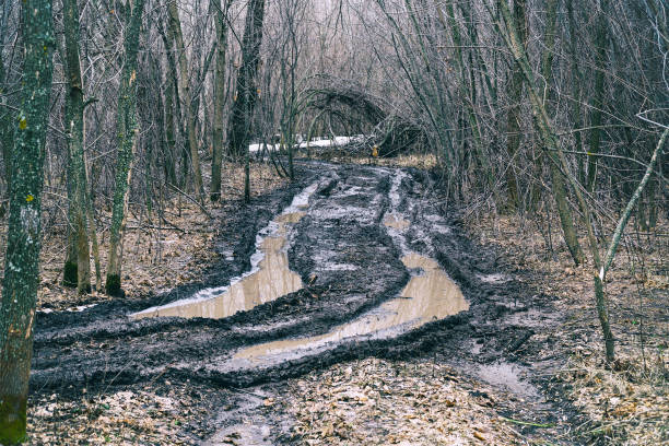 Dirty autumn road in a deserted forest
