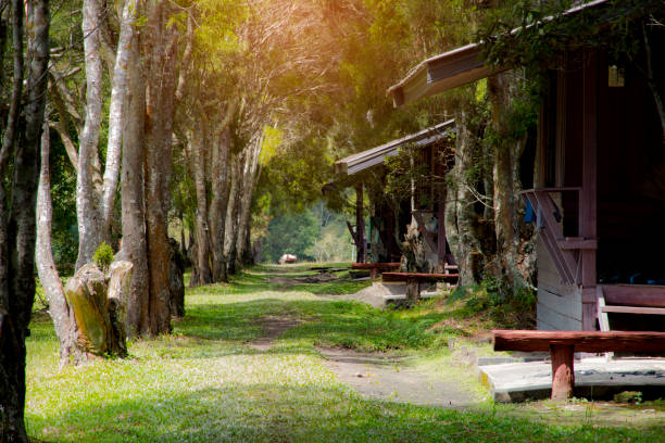 Walkway with tree at front yard, Beauty nature scene