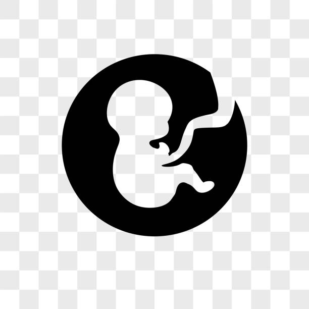 ikona wektora ciąży na przezroczystym tle, ikona ciąży - fetus stock illustrations