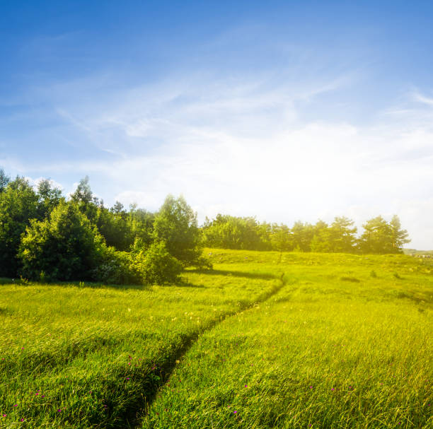 green prairie with touristic route at the sunset