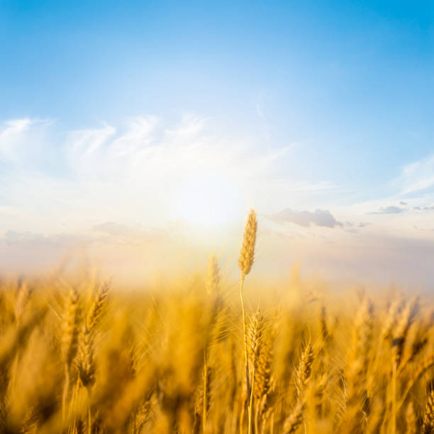 closeup summer wheat field at the sunset
