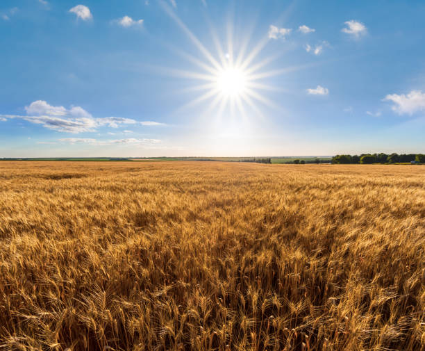 istock summer wheat field at the hot sunny day 1013515344