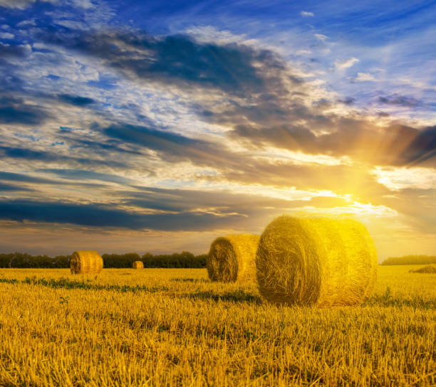 istock summer wheat field with the haystack at the sunset 1013515370