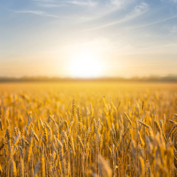 istock summer wheat field at the sunset, countryside scene 1013515392