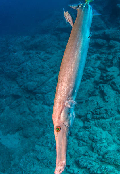 istock Flute fish at Isla Revillagigedos, Mexico 1013517584