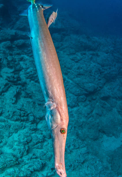 istock Flute fish at Isla Revillagigedos, Mexico 1013517630