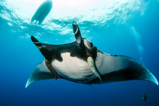 istock Manta Ray at Islas Revillagigedos, Mexico 1013521582