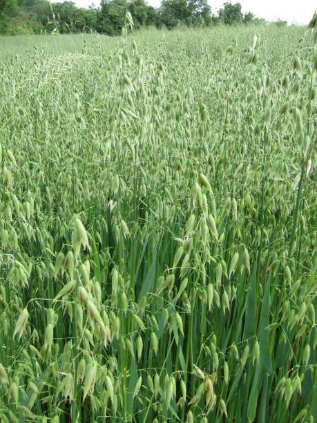 istock A field of green oat 1013522686