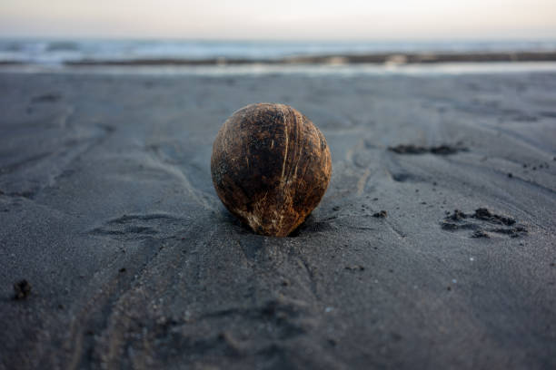 holiday mood picture with coconut on tropical beach